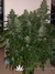 Paradise Seeds / Sensi Star Fem - семена конопли от Paradise Seeds