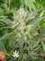 Paradise Seeds / Sensi Star Fem - семена конопли от Paradise Seeds