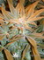 Paradise Seeds / Sensi Star Fem - семена конопли от Paradise Seeds