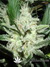 Paradise Seeds / Sensi Star Fem - семена конопли от Paradise Seeds