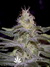 Paradise Seeds / Sensi Star Fem - семена конопли от Paradise Seeds