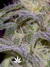 Paradise Seeds / Sensi Star Fem - семена конопли от Paradise Seeds