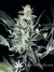 Paradise Seeds / Sensi Star Fem - семена конопли от Paradise Seeds