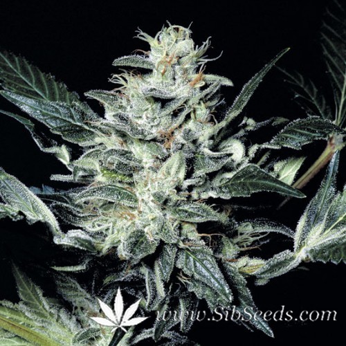 Sensi Star Fem - семена конопли от Paradise Seeds Sensi Star Fem - семена конопли от Paradise Seeds