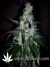 Auto Six Shooter fem - автоцветущие феминизированные семена конопли от Fast Buds