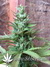 Auto Six Shooter fem - автоцветущие феминизированные семена конопли от Fast Buds