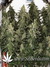 Auto Six Shooter fem - автоцветущие феминизированные семена конопли от Fast Buds