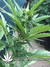 Auto Six Shooter fem - автоцветущие феминизированные семена конопли от Fast Buds