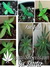 Auto Six Shooter fem - автоцветущие феминизированные семена конопли от Fast Buds