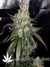 Auto Six Shooter fem - автоцветущие феминизированные семена конопли от Fast Buds