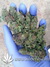 Auto Six Shooter fem - автоцветущие феминизированные семена конопли от Fast Buds