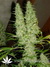 Skunk#11 fem - феминизированне семена конопли от Dutch Passion