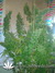 Skunk#11 fem - феминизированне семена конопли от Dutch Passion