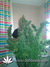 Skunk#11 fem - феминизированне семена конопли от Dutch Passion
