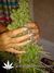 Skunk#11 fem - феминизированне семена конопли от Dutch Passion