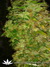 Skunk#11 fem - феминизированне семена конопли от Dutch Passion