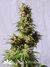 Smile fem - феминизированные семена конопли от Kannabia Seeds