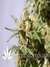 Smile fem - феминизированные семена конопли от Kannabia Seeds