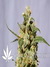 Smile fem - феминизированные семена конопли от Kannabia Seeds