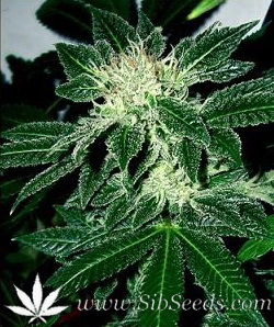 Сорт конопли White Widow (Black Widow)