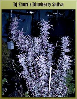Сорт конопли Blueberry Sativa от DJ Short