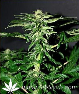 Оригинальный G13