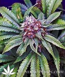 G13 Skunk x Black Widow