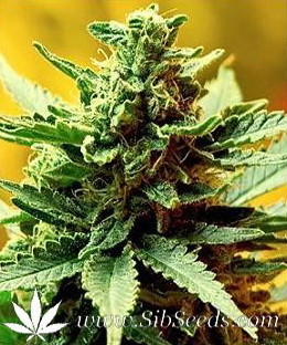 G13 x Hashplant