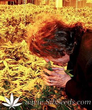 Howard Marks отбирает лучшие растения для Mr.Nice Seeds