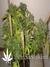 Strawberry Cough fem - семена конопли от Dutch Passion