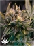 Strawberry Cough fem - семена конопли от Dutch Passion
