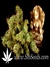 Strawberry Cough fem - семена конопли от Dutch Passion