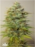 Strawberry Cough fem - семена конопли от Dutch Passion
