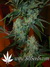 Super Lemon Haze fem - семена конопли от Green House Seeds