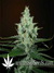 Super Lemon Haze fem - семена конопли от Green House Seeds