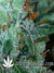 Super Lemon Haze fem - семена конопли от Green House Seeds