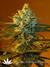 Super Lemon Haze fem - семена конопли от Green House Seeds
