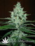 Super Lemon Haze fem - семена конопли от Green House Seeds