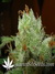 Super Lemon Haze fem - семена конопли от Green House Seeds