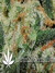 Super Lemon Haze fem - семена конопли от Green House Seeds