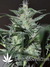 Super Lemon Haze fem - семена конопли от Green House Seeds