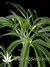 Super Silver Haze fem - семена конопли от Green House Seeds
