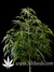 Super Silver Haze fem - семена конопли от Green House Seeds