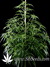 Super Silver Haze fem - семена конопли от Green House Seeds