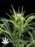 Super Silver Haze fem - семена конопли от Green House Seeds