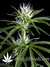 Super Silver Haze fem - семена конопли от Green House Seeds