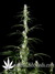 Super Silver Haze fem - семена конопли от Green House Seeds