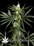Super Silver Haze fem - семена конопли от Green House Seeds