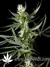 Super Silver Haze fem - семена конопли от Green House Seeds