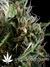 Super Silver Haze fem - семена конопли от Green House Seeds